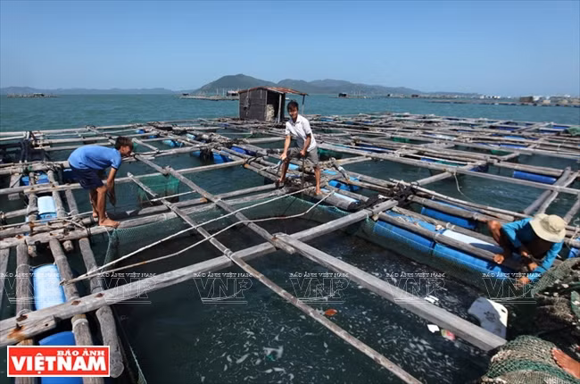 Une famille pratiquant l’élevage des langoustes