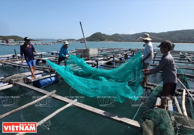 L’élevage des homards est un métier rentable 