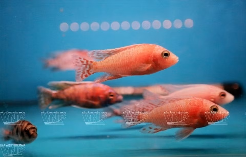 Des Cichlidés.