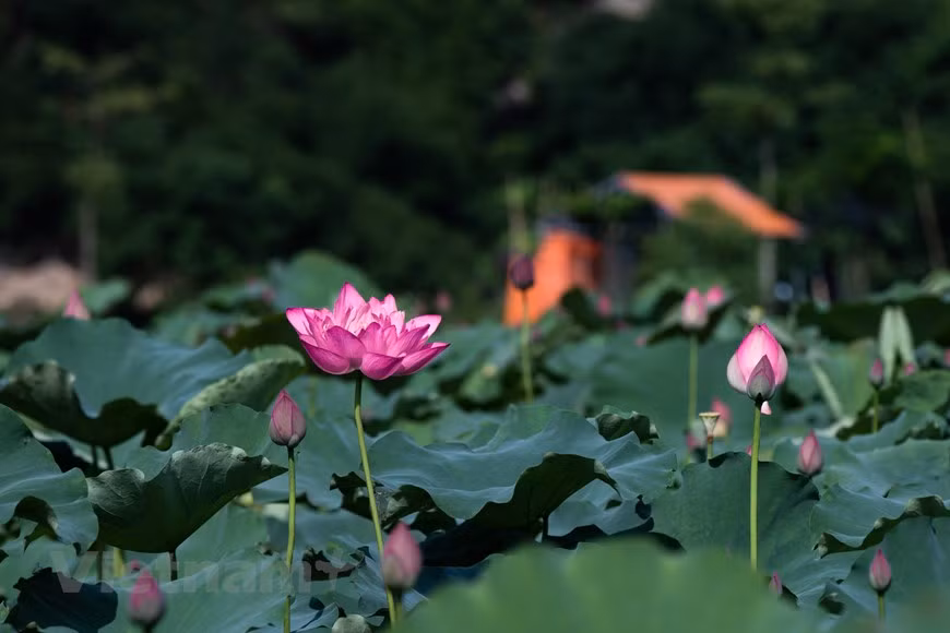 Plus vous pénétrez à l'intérieur, plus vous sentirez la beauté de cette fleur, une beauté pure et éthérée, discrète mais toujours pleine d'un charme envoûtant. 