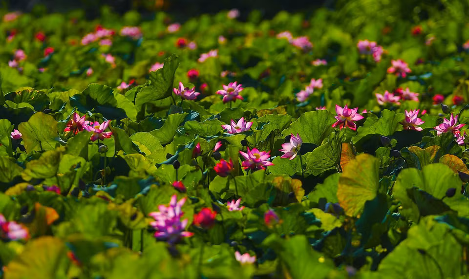 De vastes champs de lotus dans l'ancienne capitale de Ninh Binh.