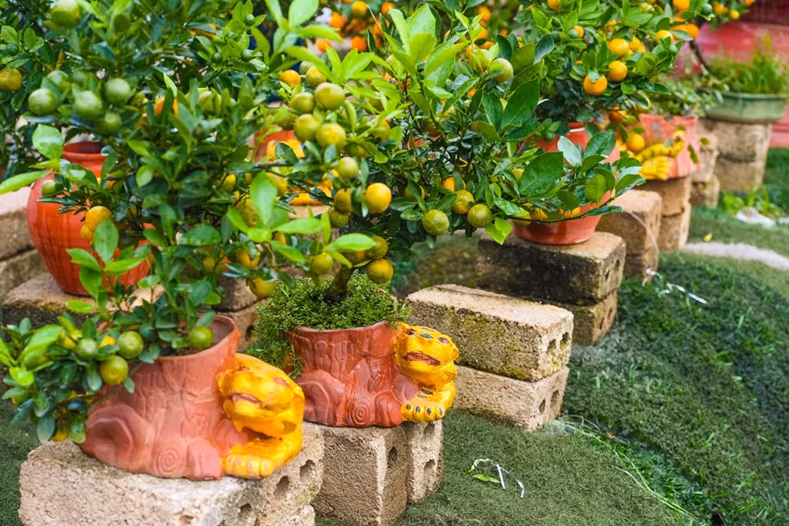 Un autre jardinier de Tu Lien a lancé un kumquat dans un pot en forme de tigre à l'occasion du Nouvel An lunaire. 