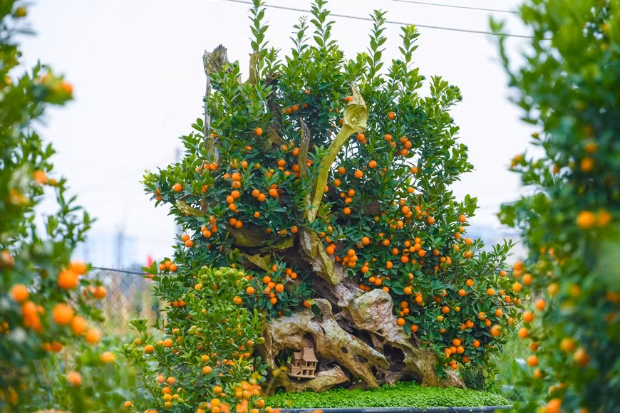 Cette œuvre avec des bonsaïs kumquat combinés avec du bois flotté coûte jusqu'à 100 millions de dongs. 