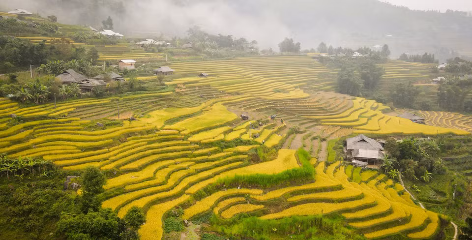  À la saison du riz mûr, les rizières en terrasses étalent une couleur jaune poétique. 