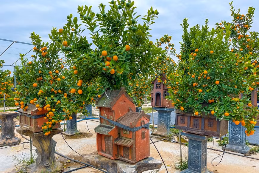 Le propriétaire met beaucoup d'efforts et d'idées dans chaque œuvre, dès le début de la plantation. 