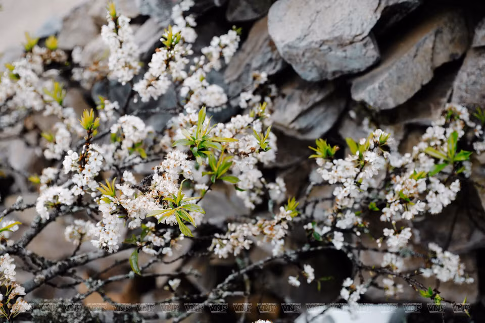 Des fleurs de prunier jouxtant des murets de pierre.