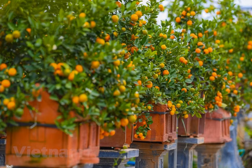 Cette année, de nombreux jardiniers du village des kumquats de Tu Lien ont introduit sur le marché des bonsaïs kumquats cultivés sur des modèles de maisons en céramique artistiques et uniques.