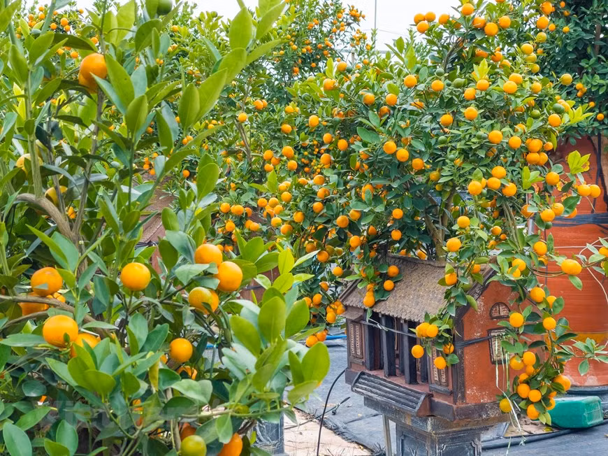 Selon Mme Ngo Thu Trang, propriétaire d'une maison de jardin à Tu Lien, pour créer un bonsaï kumquat cultivé dans une modèle de maison, il faut passer de nombreuses étapes pour que l'arbre produit de bons fruits juste à l'occasion du Nouvel An lunaire.