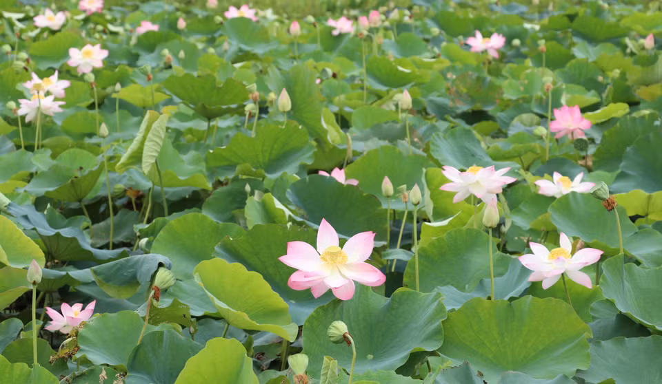 Des lotus à Ninh Binh en pleine floraison.