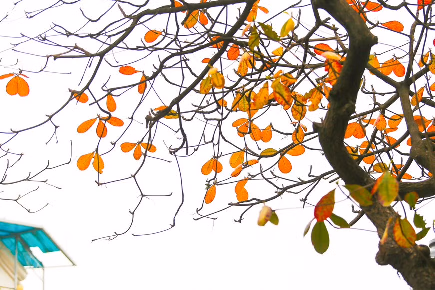 Si le Japon et la République de Corée séduisent les visiteurs grâce à leurs rangées d’érables aux feuilles jaunes et rouges en automne, la capitale Hanoï, quant à elle, fascine les gens par les feuilles jaunes des barringtonias et des badamiers. Photo : The Dai/Vietnam+