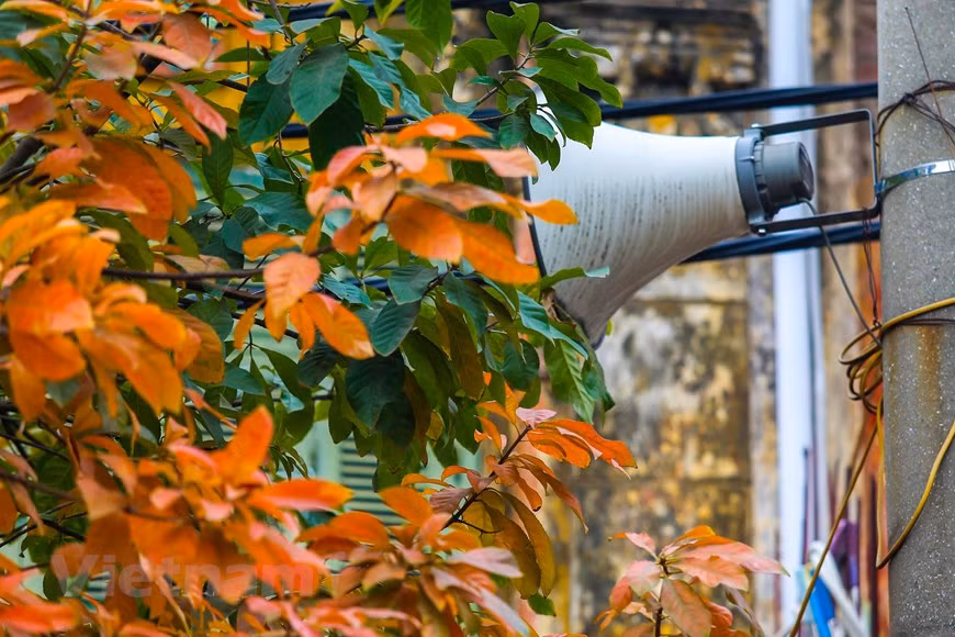 Des feuilles de barringtonias dans un coin. Photo : The Dai/Vietnam+
