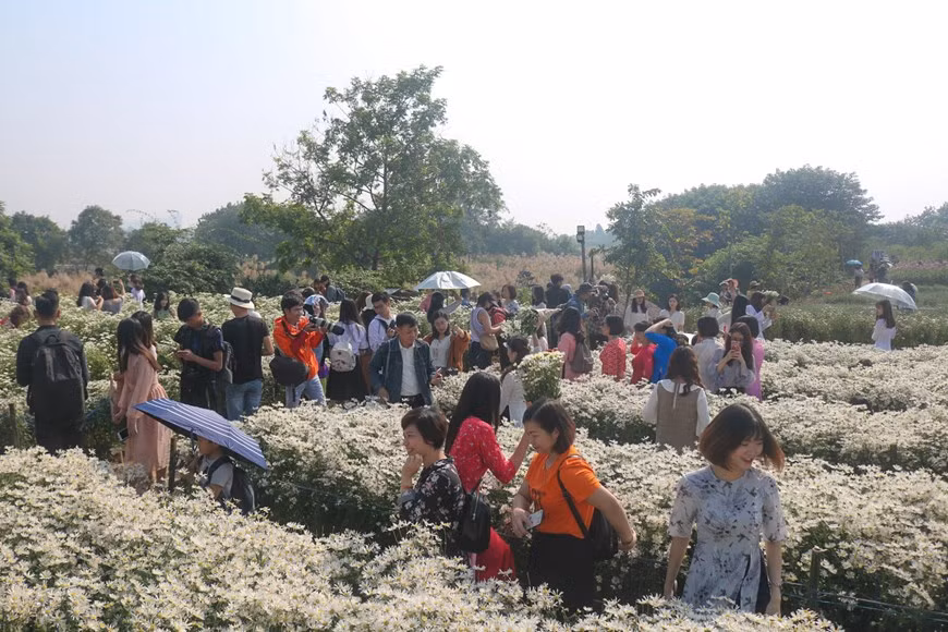 Des centaines de personnes au jardin de marguerites Daisy. Photo : Thu Uyen/Vietnam+