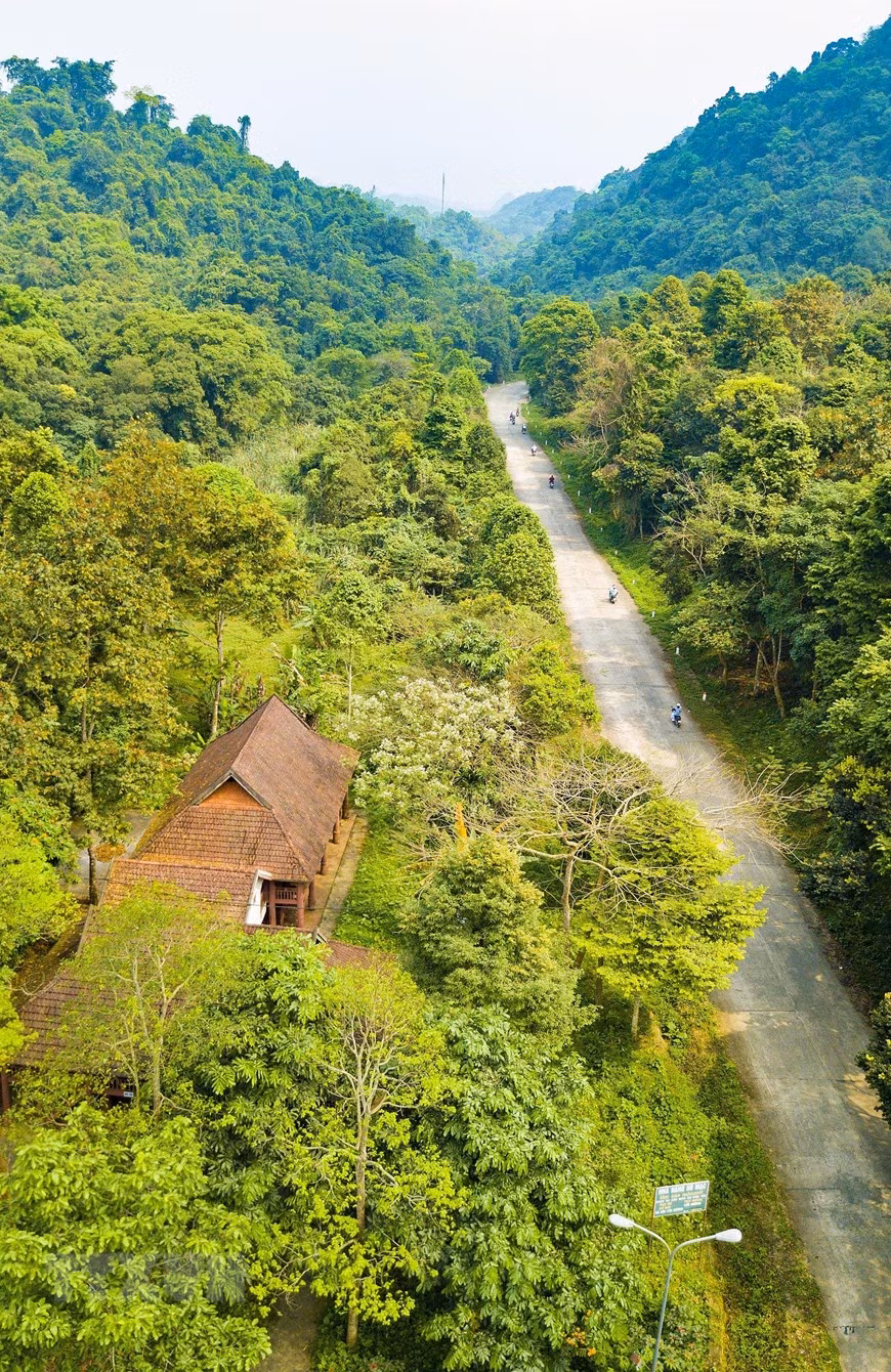 Le Parc national de Cuc Phuong, dans la province de Ninh Binh (Nord), est l’une des réserves naturelles les plus importantes du Vietnam. Ce sanctuaire abrite une étonnante biodiversité et foisonne d’espèces rares.