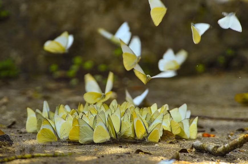 Des papillons au Parc national de Cuc Phuong.