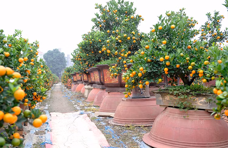Les villageois de Tu Liên ont investi des milliards de dôngs dans leurs champs de kumquats dans l'espoir de réaliser de bons bénéfices pour le Nouvel An.