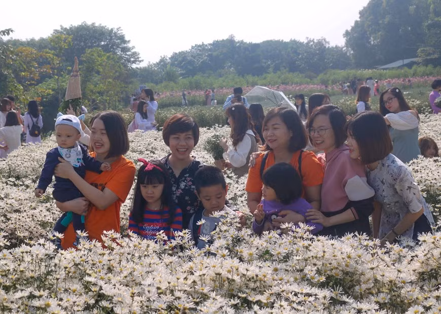 La floraison se termine vers le début du mois de décembre. Photo : Thu Uyen/Vietnam+