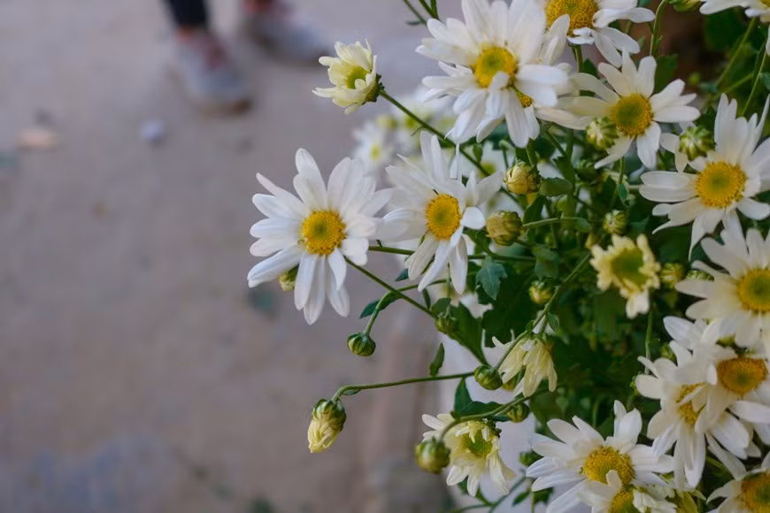 Vers le mois de novembre, la floraison des marguerites Daisy marque l’arrivée de l’hiver. Photo : Luong Manh/Vietnam+