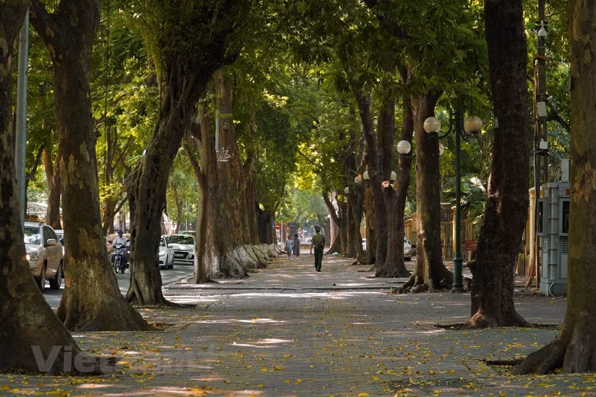 La rue Phan Dinh Phung avec ses deux rangées d'arbres est considérée comme la plus belle de la capitale. Photo : Minh Hieu/Vietnam+