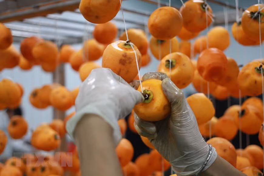 Des ingénieurs japonais s'impliquent directement dans le processus de production de l’usine afin de présenter sur le marché des kakis séchés au goût naturel et délicieux, une spécialité de Da Lat. Photo: VNA 