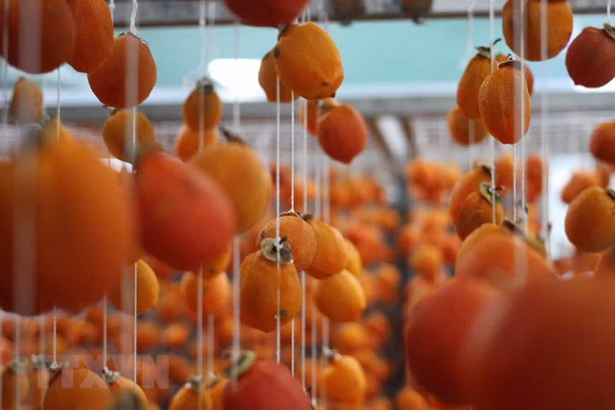 Outre la transformation de kakis, cette usine produit chaque année de 150 à 180 tonnes d'autres fruits. Des kakis sont séchés. Photo: VNA 