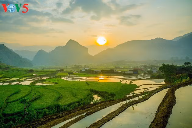 Les premiers rayons du soleil sur les rizières verdoyantes 