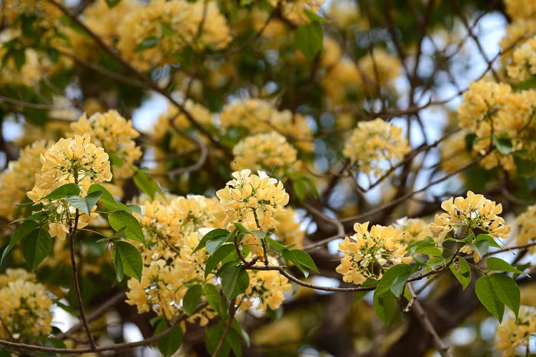 Il est couramment cultivé près des temples et des tombes en Inde, où il est considéré comme un arbre sacré. Il est aussi cultivé comme arbre ornemental, ses fleurs étant très appréciées. 