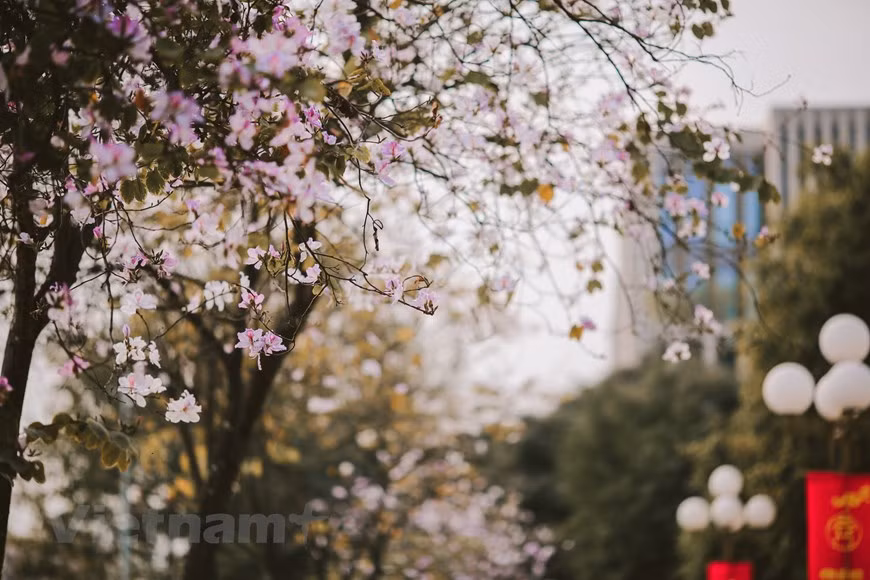 Cette espèce florale est de plus en plus cultivée dans des rues de Hanoï, ce qui apporte les parfums et les couleurs des forêts et montagnes de la région du Nord-Ouest aux habitants de la capitale. Photo: Vietnam+ 