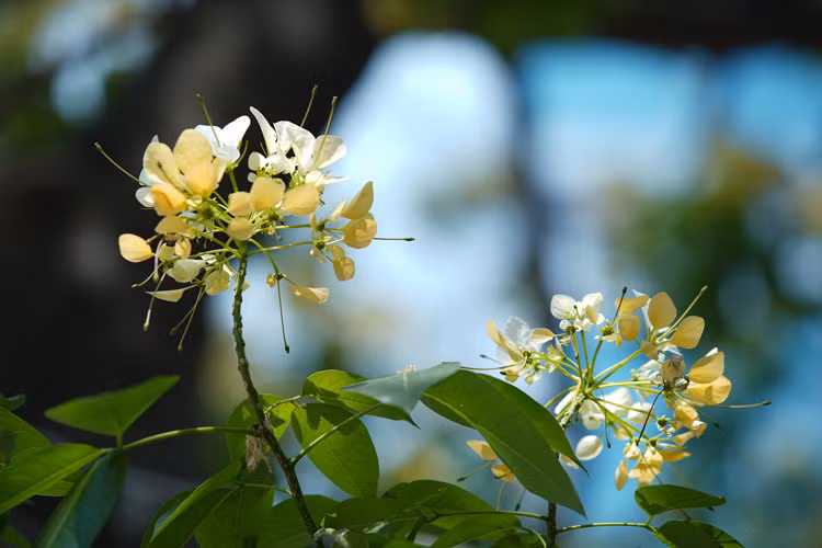 Il est parfois appelé "l'arbre araignée" parce que ses fleurs portent de longues étamines évoquant les pattes d'une araignée