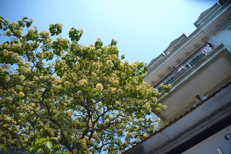 Crateva religiosa est réparti principalement dans les provinces du Centre telles que Quang Nam, Quang Binh, Thua Thien-Huê. À Hanoï, il y a quelques arbres. C'est pourquoi les habitants de Dinh Thôn sont très fiers des Crateva religiosa de leur village. 