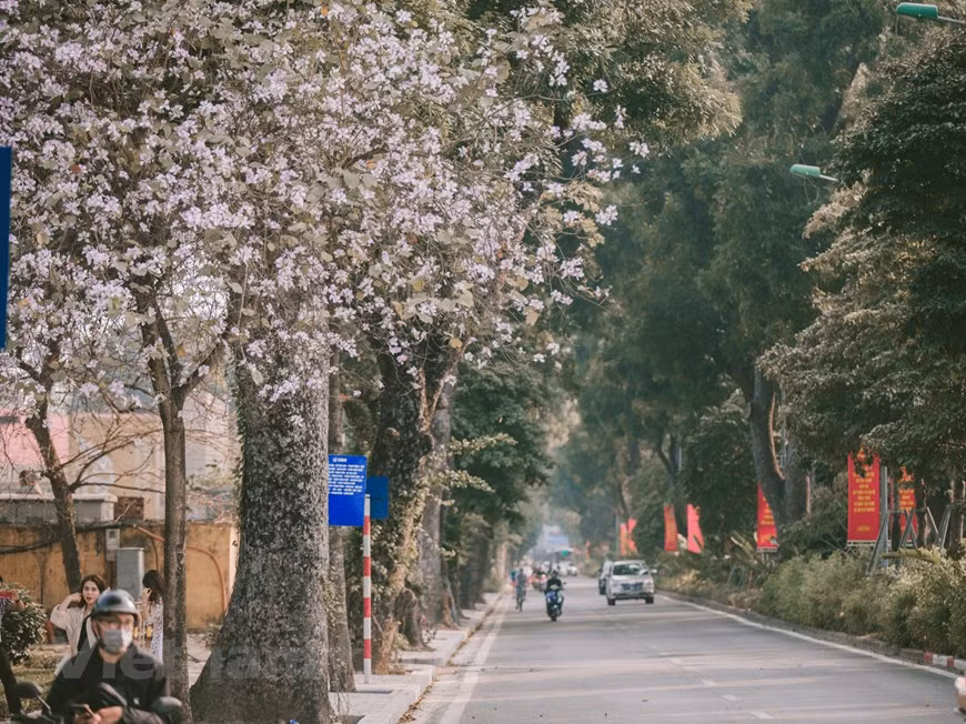 Les fleurs de bauhinie rendent un coin de rue lumineux dans la douceur du printemps. Photo: Vietnam+ 