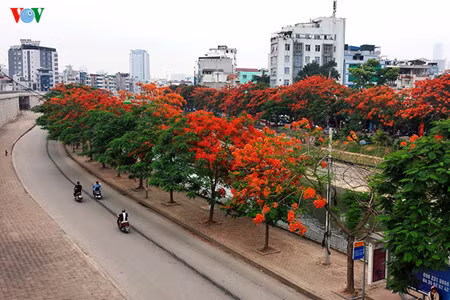 Une rue de Hanoi avec le rouge des fleurs de flamboyant.