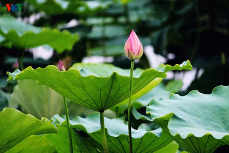 Les fleurs de lotus, une spécialité estivale de Hanoi.