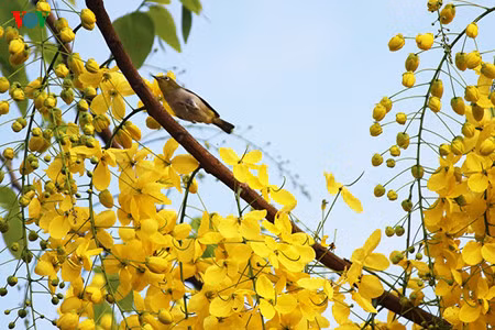 Ces dernières années, à Hanoi, l’été vire au jaune des fleurs de Cassia Hebercarpa. 
