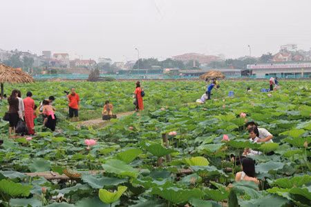 En visitant le lac de l'Ouest (Hanoi) à la saison où les fleurs de lotus s’étendent à perte de vue, il semble que la chaleur étouffante de l’été s’adoucit quelque peu grâce au doux parfum de ces fleurs flottant dans l’air mais grâce aussi aux rires argentins des jeunes filles.