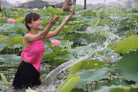Le rose des fleurs et des ​Yem dao se combinent harmonieusement avec le vert tendre des grandes feuilles. 