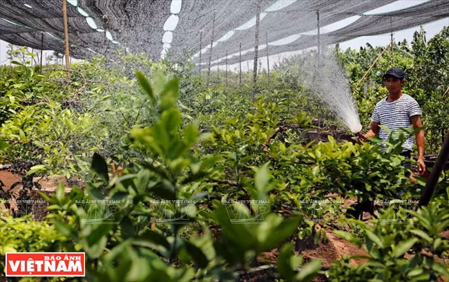 …. le cultivateur utilise également des pistolets d’arrosage.
