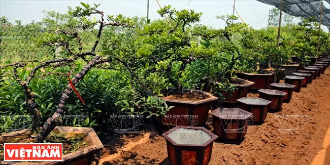 Un coin du jardin de citronniers d’ornement de la famille de Nguyen Huu Ha, commune Tan Dan, district de Khoai Chau, province de Hung Yên.