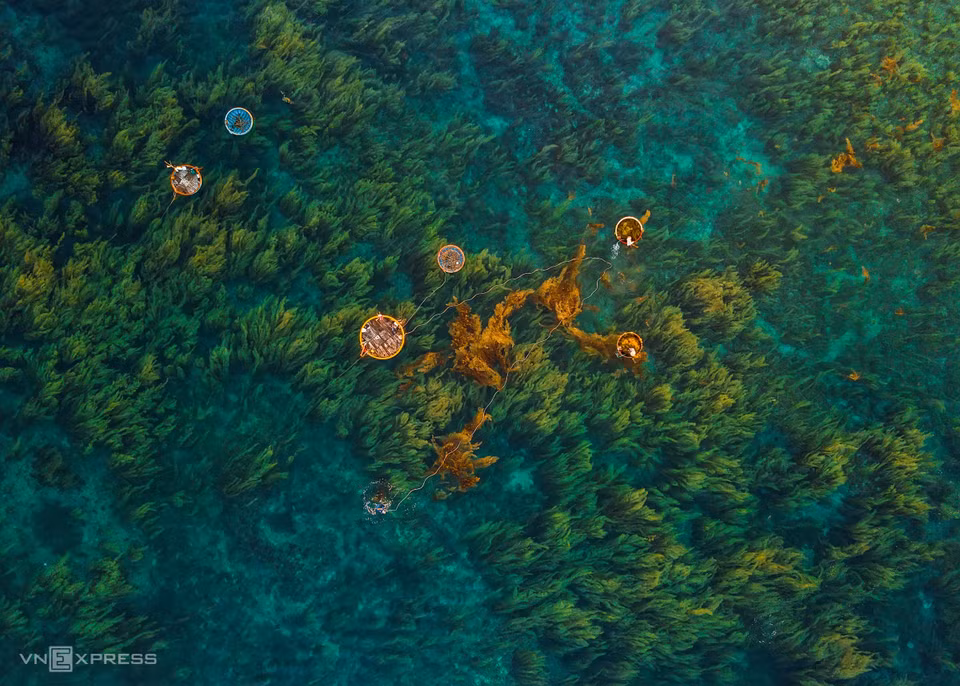 Un kilo d'algues coûte 5.000 dôngs. Les pêcheurs peuvent gagner environ 150.000 à 200.000 dôngs/jour grâce à leur travail. Photo: vnexpress 