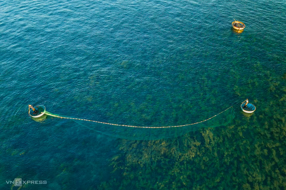 Un couple lance des filets pour attraper des Siganus canaliculatus sur les algues vertes. Photo: vnexpress 