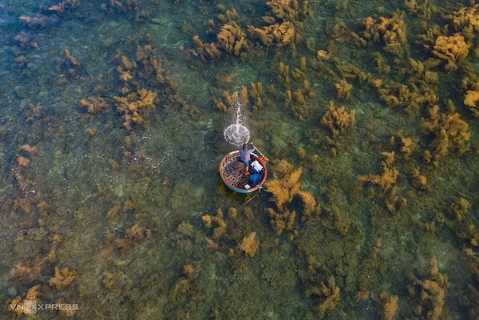 De juin à août, les pêcheurs de la commune de Binh Châu, district de Binh Son (Quang Ngai) utilisent des kouffas (bateaux paniers) pour attraper les algues, les Siganus canaliculatus, les seiches. Photo: vnexpress 