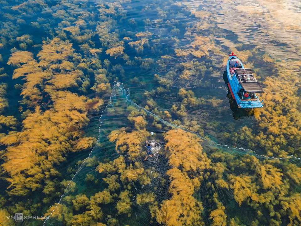 Les pêcheurs sautent dans la mer pour attraper des Siganus canaliculatus au milieu de la forêt d'algues. Photo: vnexpress 