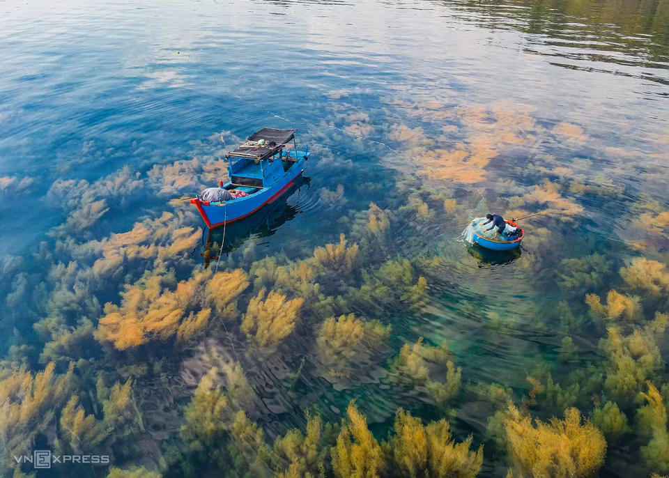 Les pêcheurs tirent des filets pour capturer des seiches. Photo: vnexpress 