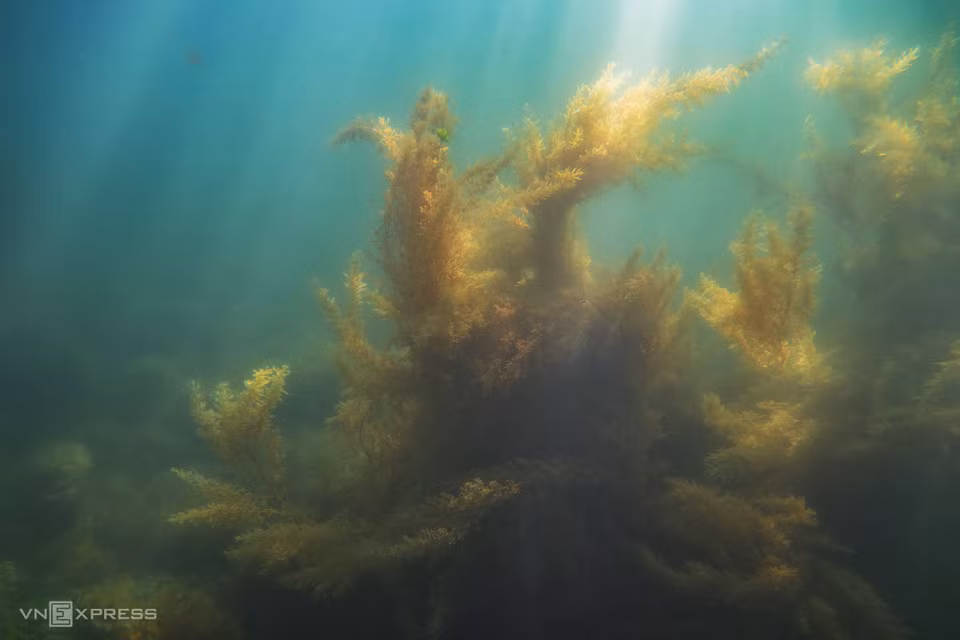En plus de la pêche, les populations locales ramassent également des algues. Photo: vnexpress 