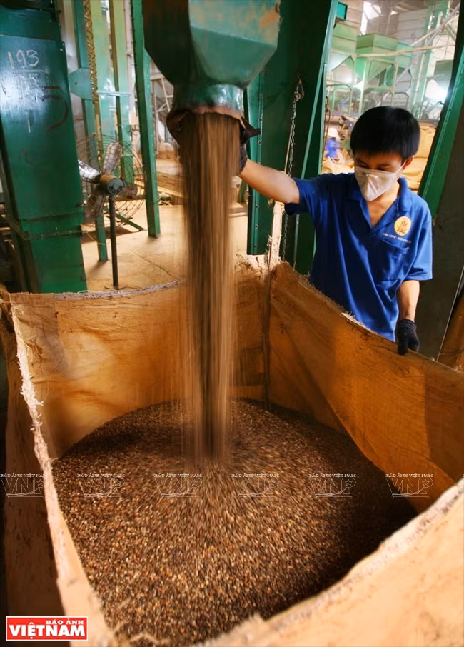 Emballage du café pour l’exportation dans une entreprise du Tây Nguyên. 