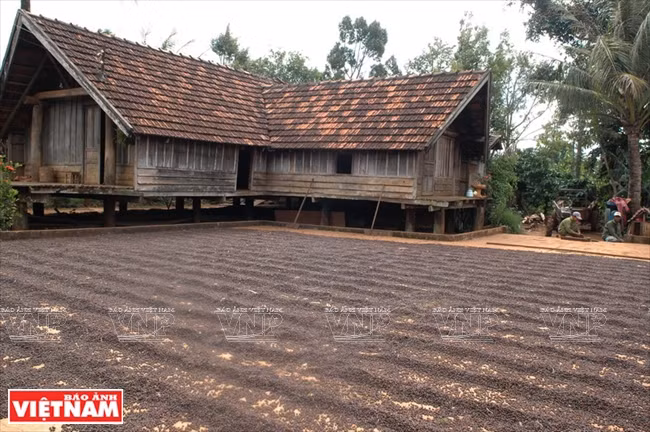 Séchage des grains de café après la récolte, dans le Tây Nguyên. 