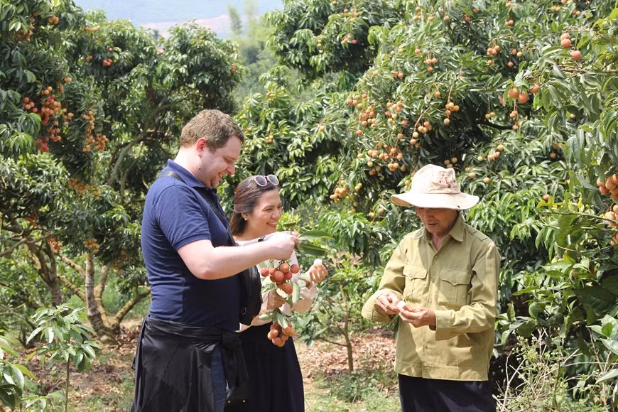 La province a zoné 103 hectares de litchis qui devraient produire environ 600 tonnes pour l'exportation vers le Japon, selon le Comité populaire du district. Photo: VNA