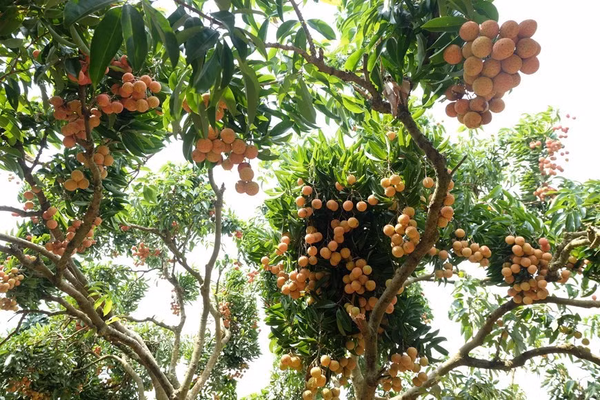 Le litchi « thieu », une spécialité fruitière du district de Luc Ngan dans la province de Bac Giang, dans le nord du pays, devrait bientôt être facilement trouvé dans l'un des marchés les plus exigeants du monde - le Japon. Photo: VNA