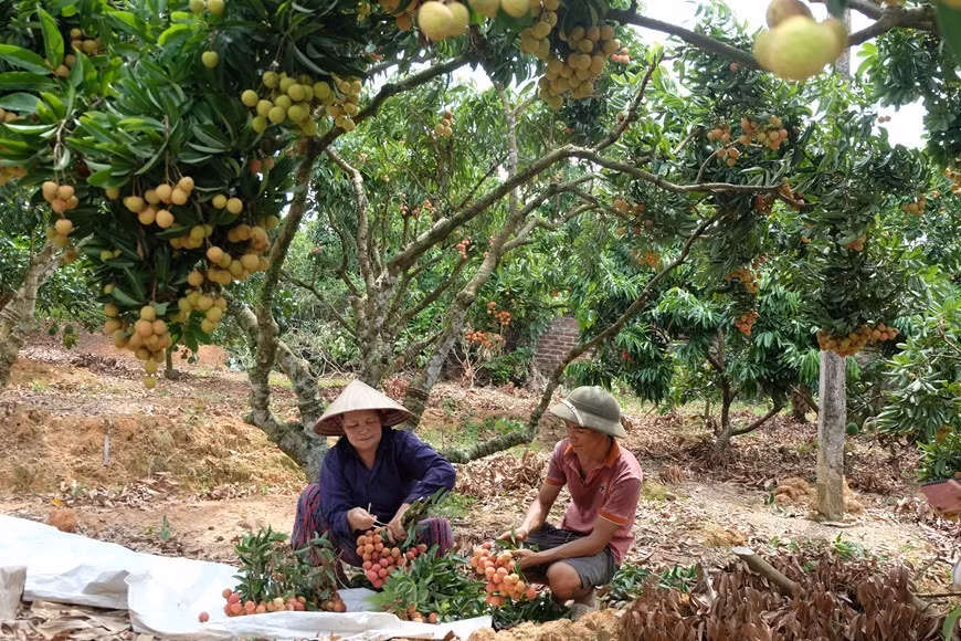 Luc Ngan mettra cette année plus de 210 hectares pour la culture du litchi « thieu », pour l'exportation vers les États-Unis et plus de 90 hectares pour le Japon. Photo: VNA