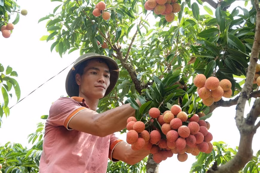 Bac Giang compte 15.000 hectares de litchis « thieu » aux critères de VietGAP et 80 hectares aux critères de GlobalGAP réservés à l'exportation vers l’Europe. Photo: VNA