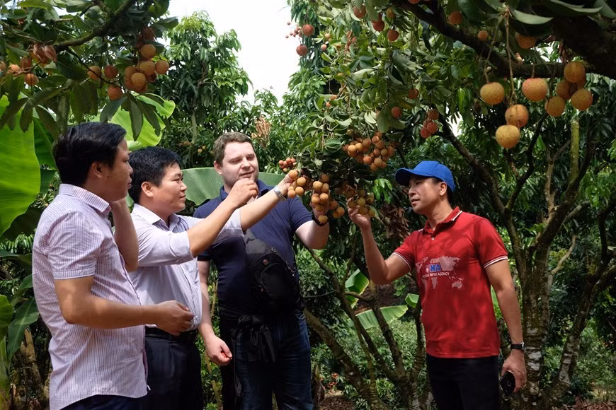 Luc Ngan prévoit de vendre cette année un total de 85.000 tonnes au prix le plus élevé. Photo: VNA